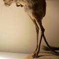 Venus in furs