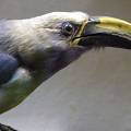 horniman no.6